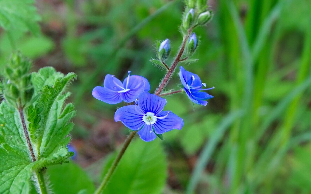 Вероника дубравная. - Милешкин Владимир Алексеевич Вероника дубравная. - Милешкин Владимир Алексеевич