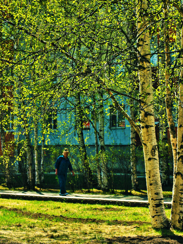 Июнь...Зазеленели березы! - Владимир 