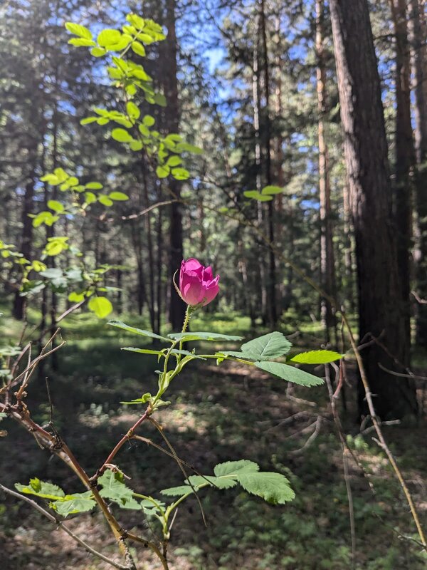 Лесное чудо - Георгиевич Лесное чудо - Георгиевич