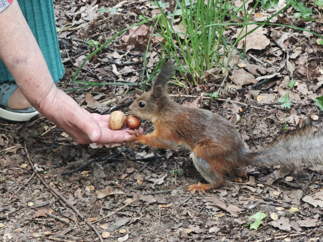 Белка - <<< Наташа >>>