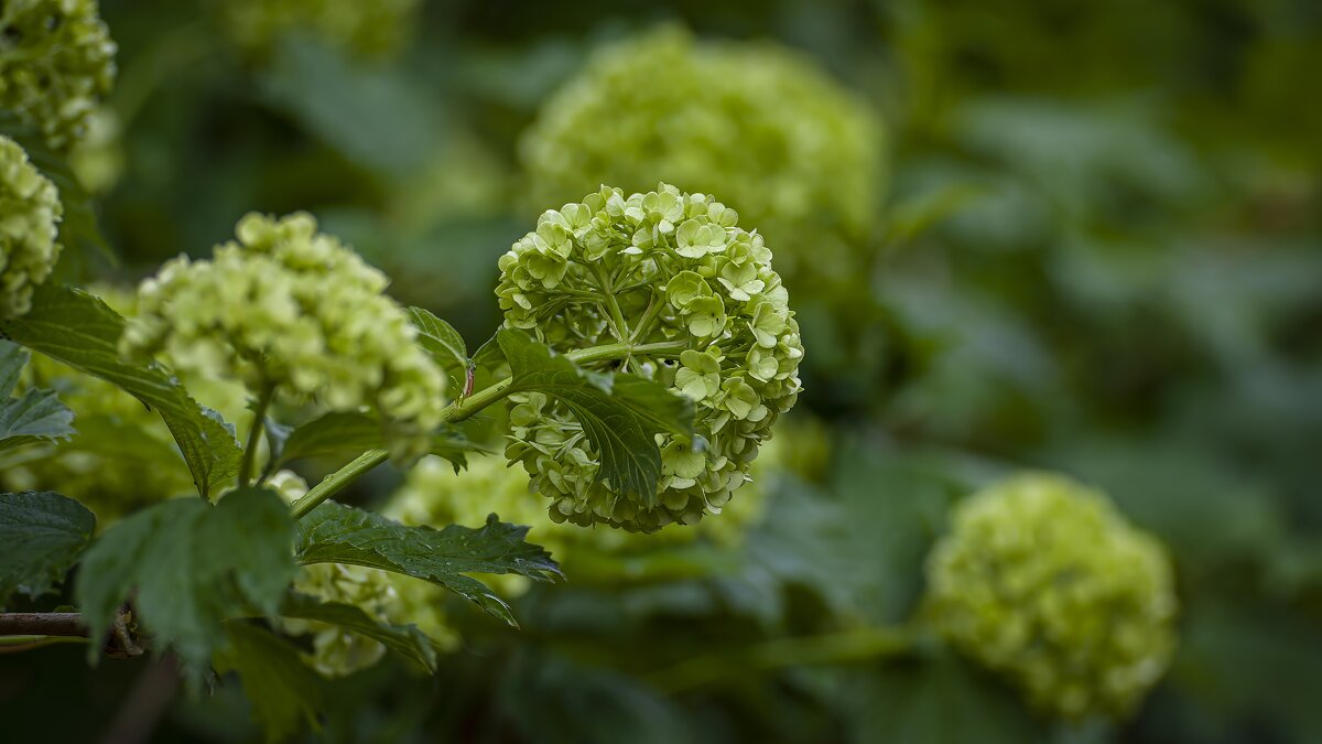 Калина Бульдонеж( так похожа на Гортензию! - Вадим Басов Калина Бульдонеж( так похожа на Гортензию! - Вадим Басов