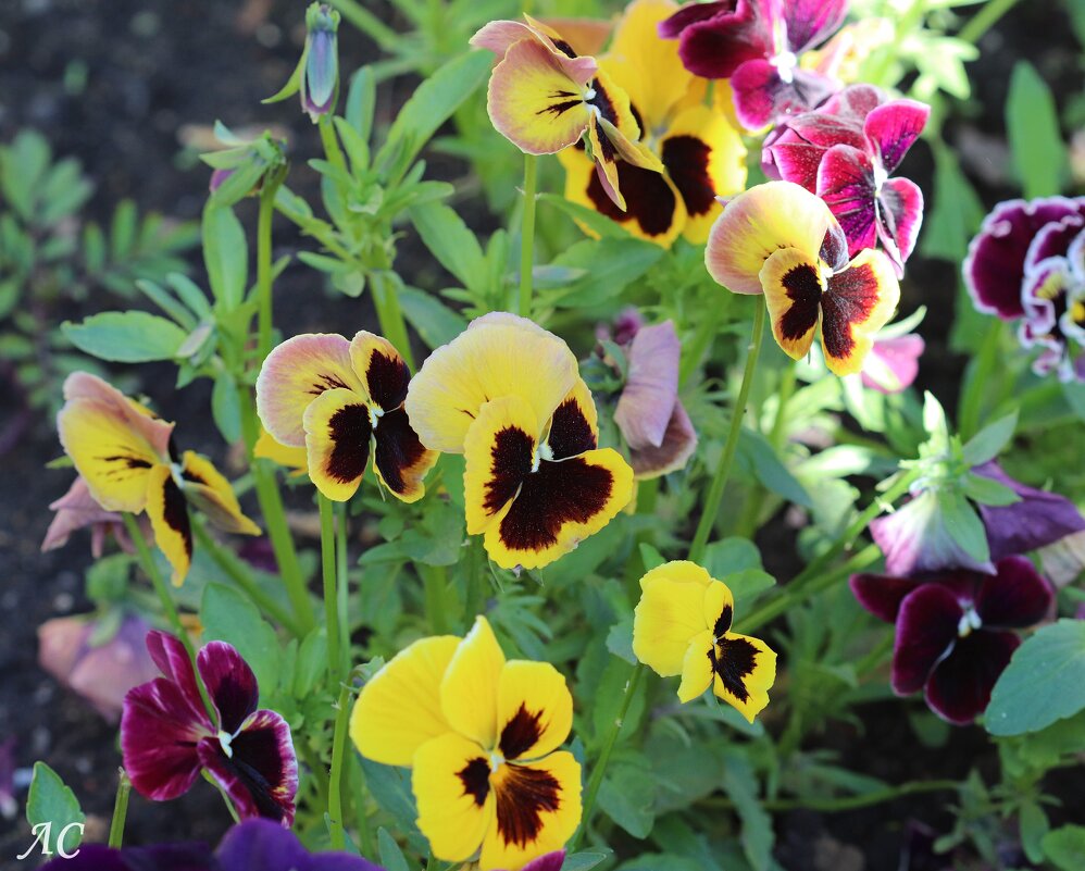 Встали дружно в хоровод - Любовь Сахарова Встали дружно в хоровод - Любовь Сахарова