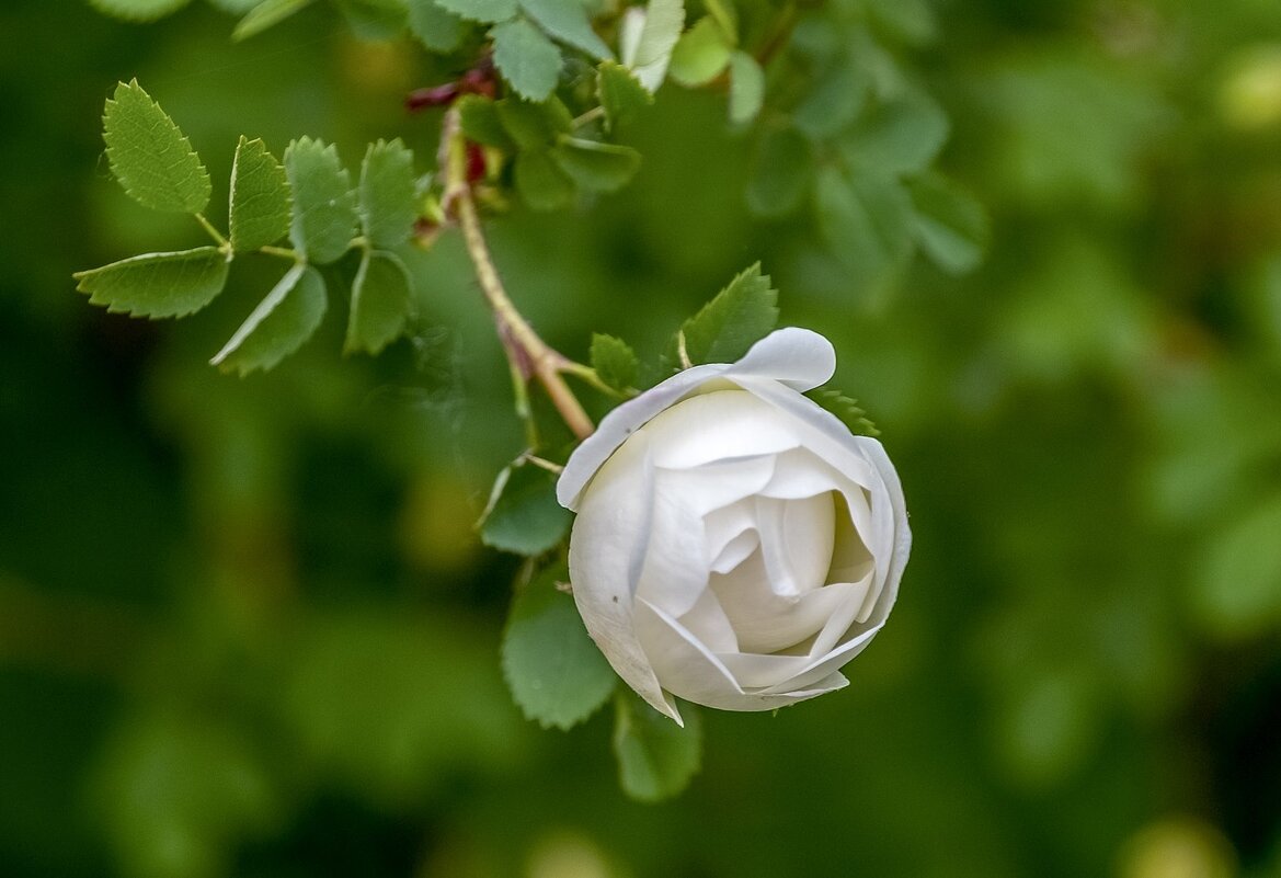 Молодая розочка - Валерий Иванович Молодая розочка - Валерий Иванович