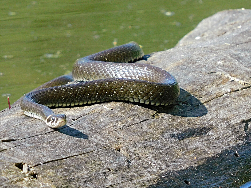 Уж - Лина Уж - Лина