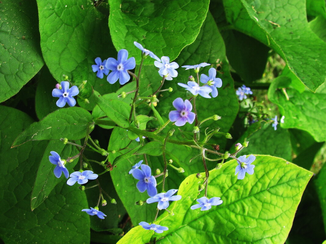 Бруннеры нежное цветенье - Людмила Смородинская Бруннеры нежное цветенье - Людмила Смородинская
