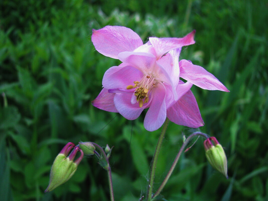 Аквилегия - Людмила Смородинская Аквилегия - Людмила Смородинская