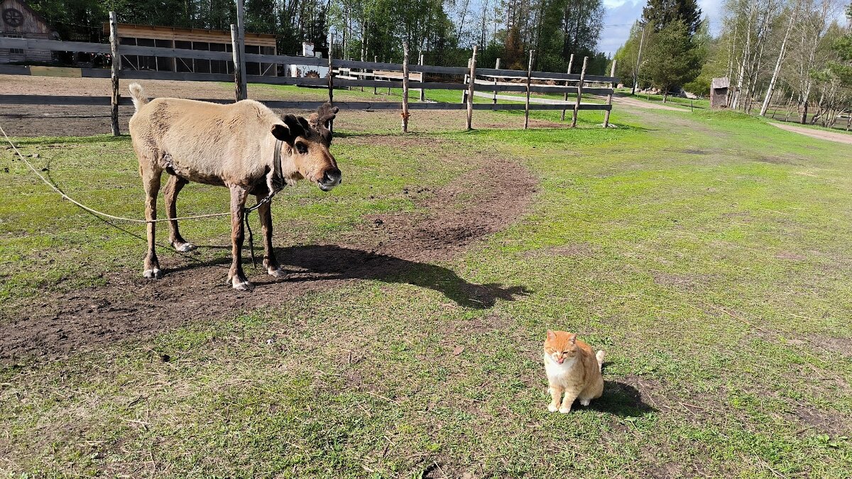 В Яви Нави. Яшка и Никки. - Ольга В Яви Нави. Яшка и Никки. - Ольга