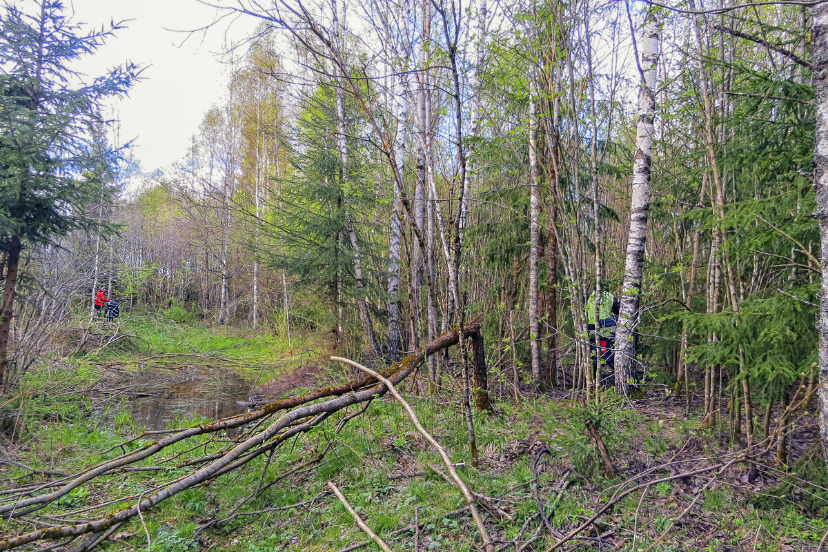 Продираясь сквозь кусты,Обходя лужи - Сергей Цветков Продираясь сквозь кусты,Обходя лужи - Сергей Цветков