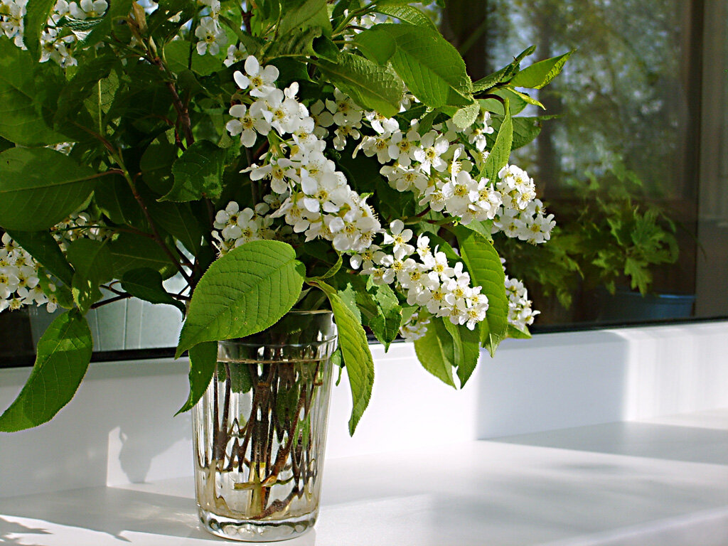 Букет черёмухи - Алевтина Букет черёмухи - Алевтина