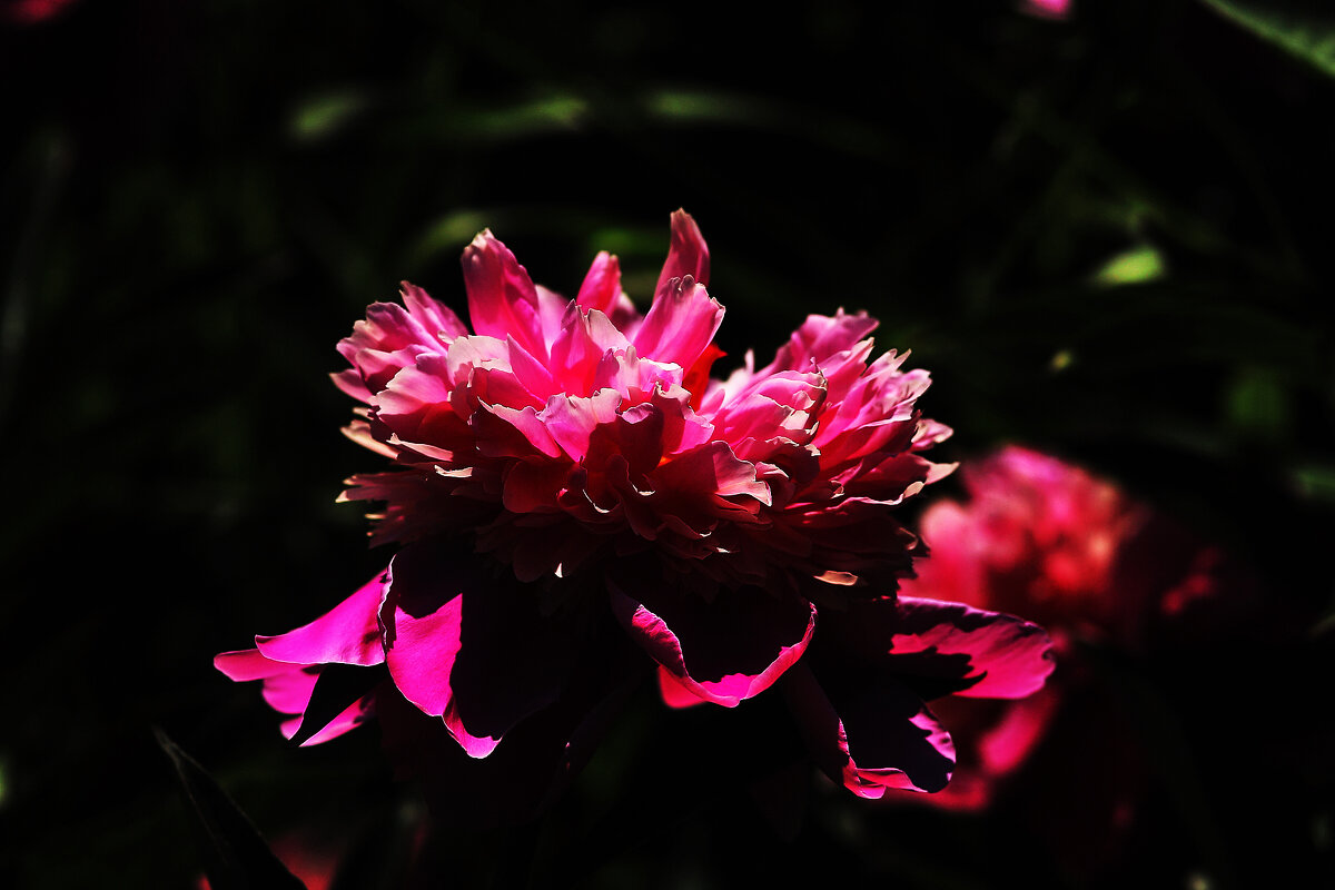 Пионы - Юрий Гайворонскiий