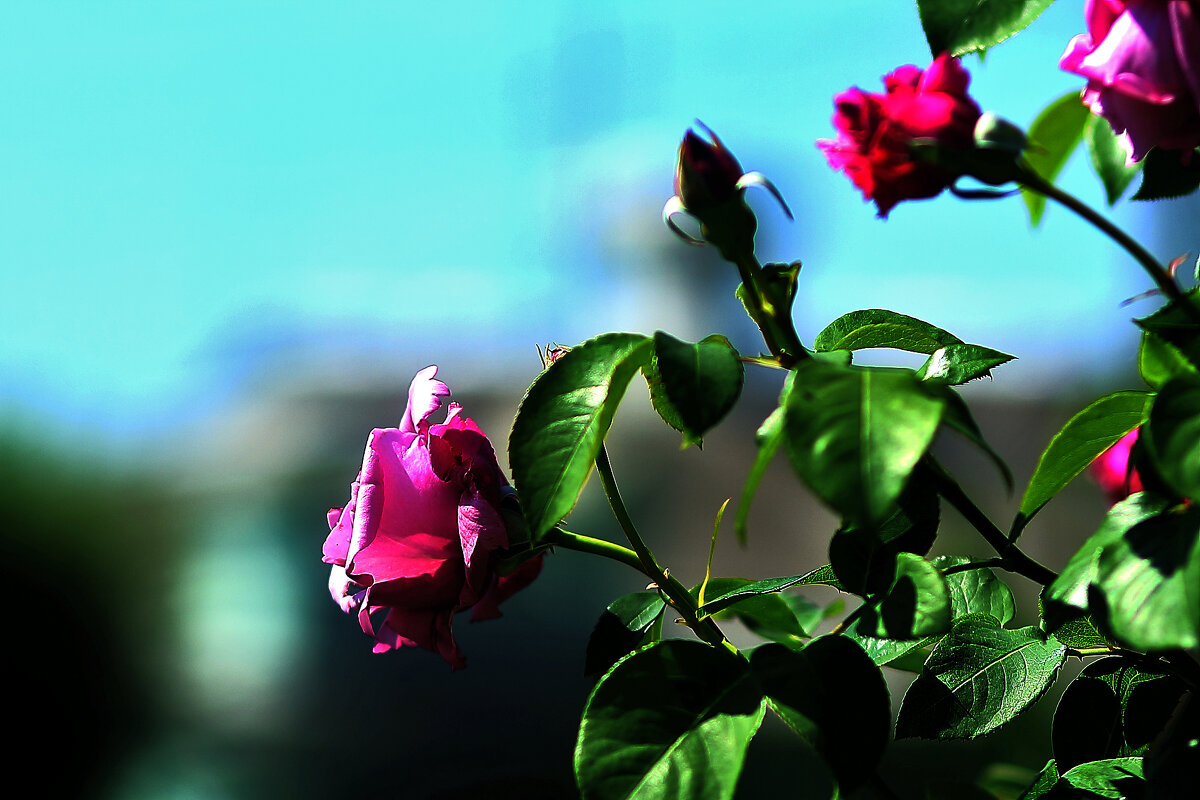 Какое небо голубое! - Юрий Гайворонскiий Какое небо голубое! - Юрий Гайворонскiий