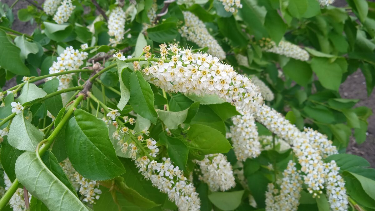 май - Елена Шаламова