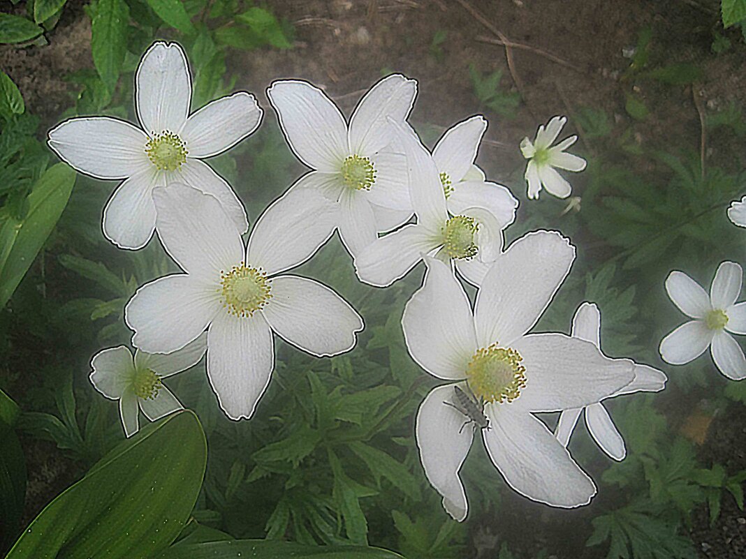 ***** - Елена Семигина