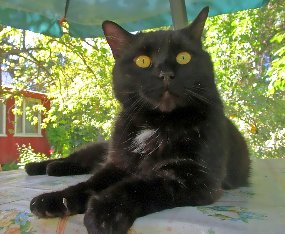 Незваный гость на даче - Ольга Довженко