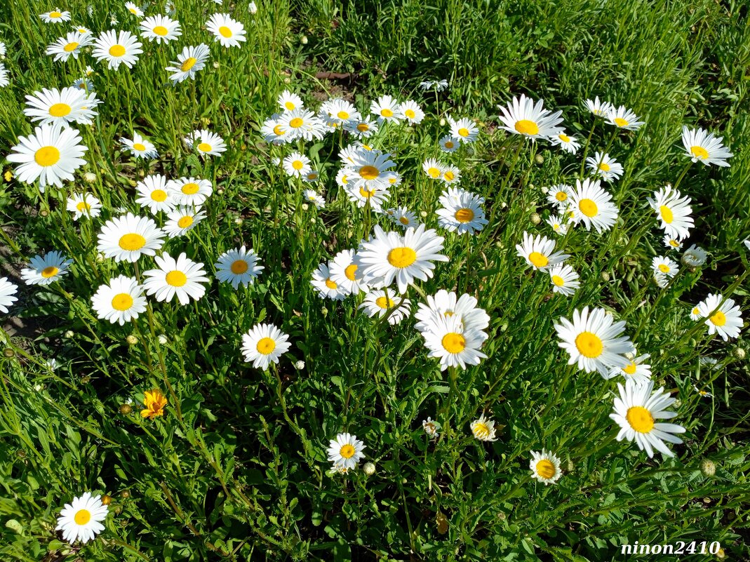 В ростовском экопарке - Нина Бутко В ростовском экопарке - Нина Бутко