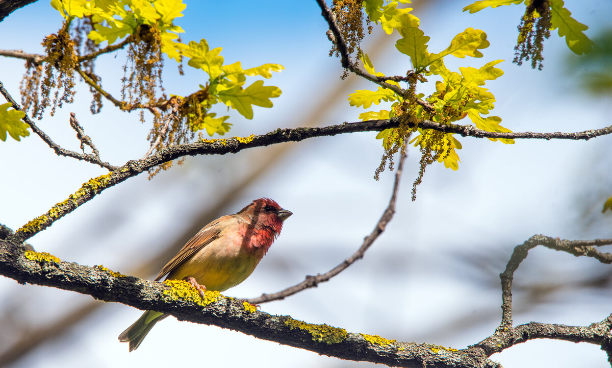 Чечевица - Владимир Безбородов