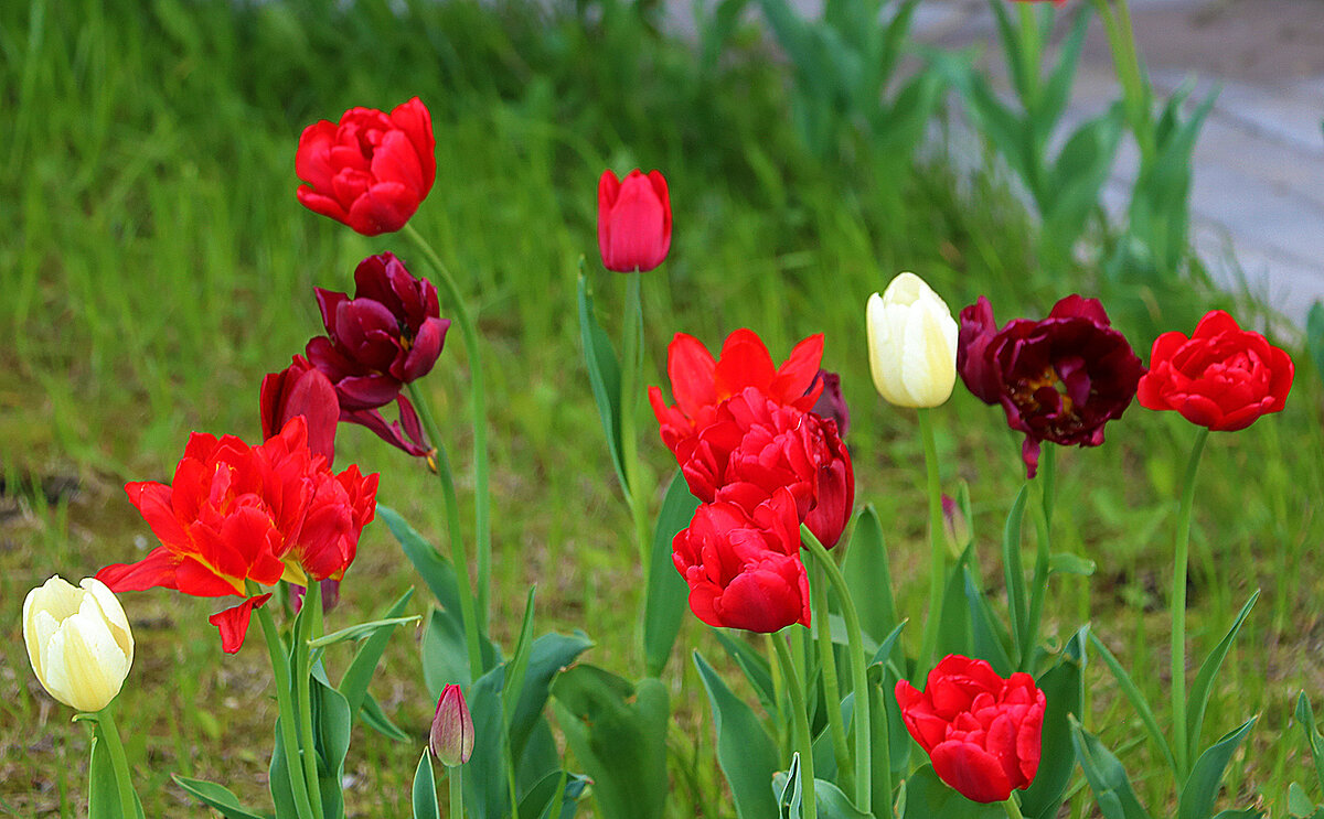 Майские тюльпаны - Светлана Майские тюльпаны - Светлана