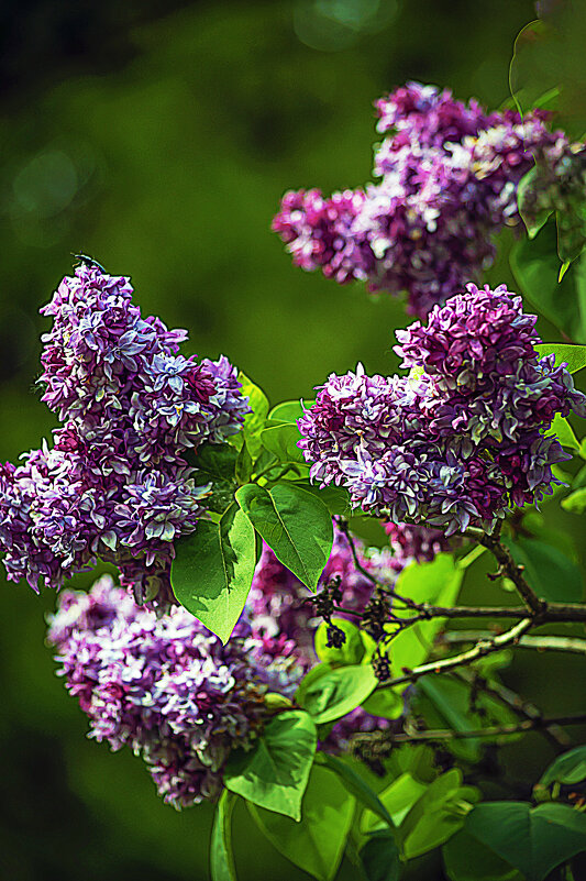 Сирень 25 - Владимир Кроливец Сирень 25 - Владимир Кроливец