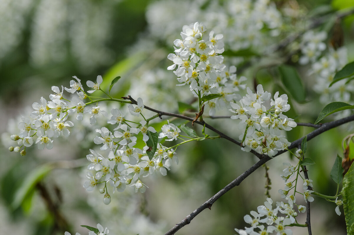 Цветущий май. - Виктор Иванович Чернюк