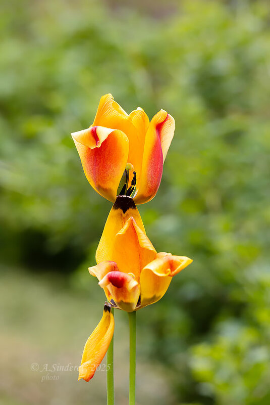Отцветают тюльпаны - Александр Синдерёв