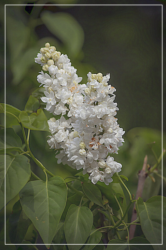 Зарисовка цветения сирени белой - Владимир Кроливец Зарисовка цветения сирени белой - Владимир Кроливец