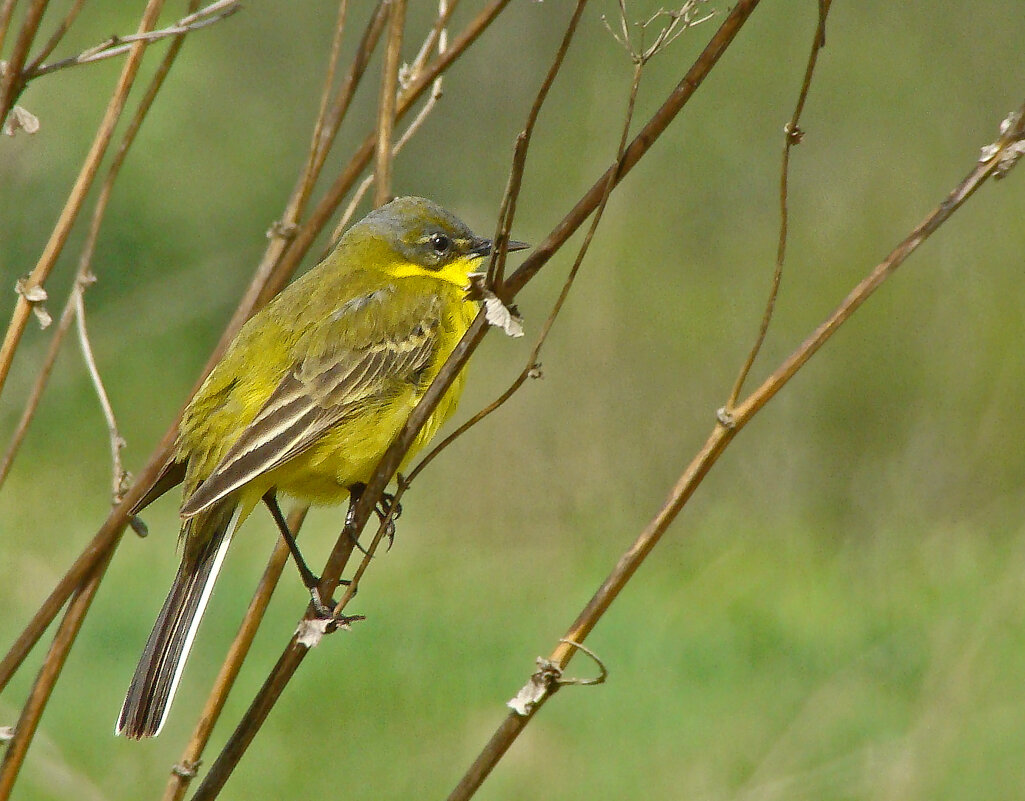 желтая трясогузка - gawrilа - dan