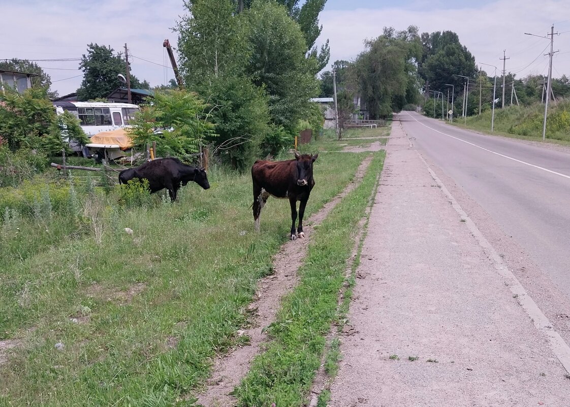 Talgar. - Murat Bukaev 