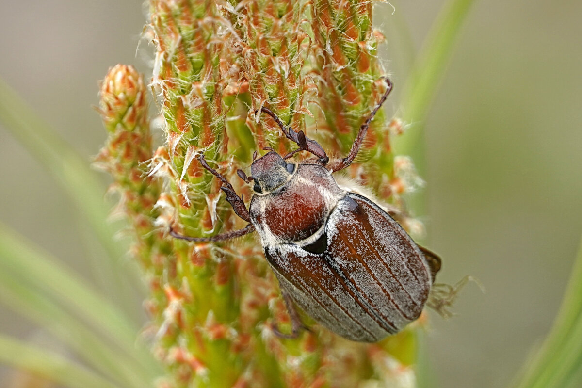 И это всё моё! (Майский жук) - Галина Кан