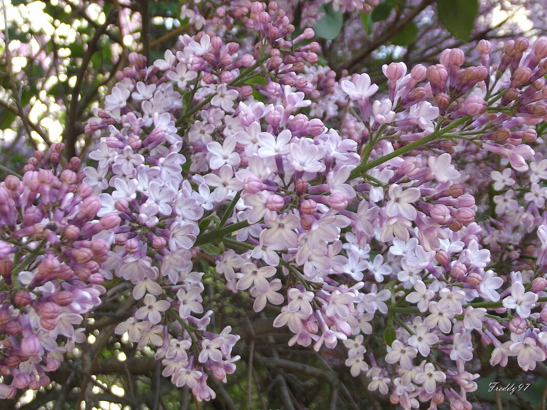 Сиреневое наваждение... - Freddy 97 Сиреневое наваждение... - Freddy 97