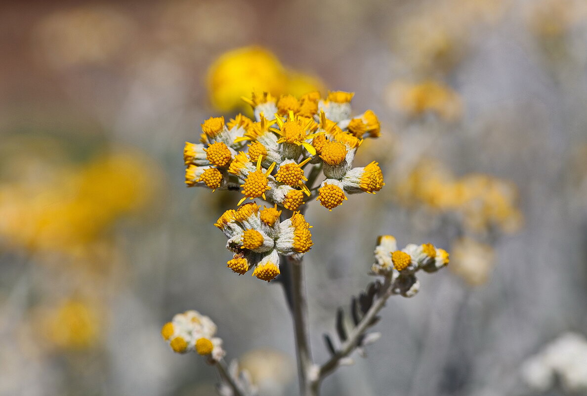 Желтый. - Оля Богданович