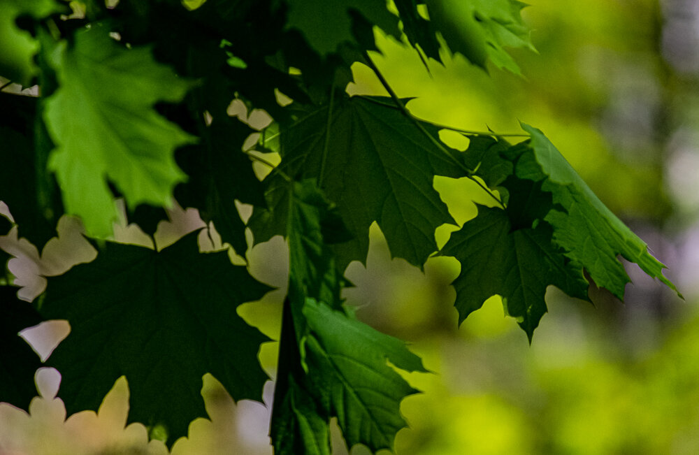 Кленовые листья - Светлана SvetNika17 Кленовые листья - Светлана SvetNika17