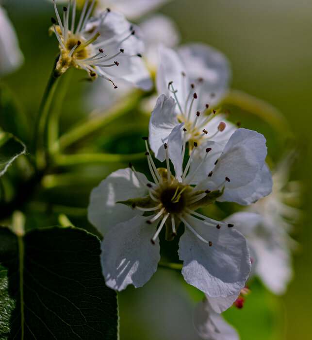 Яблоня цветет - Светлана SvetNika17
