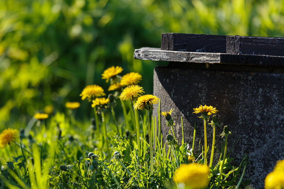 Весны прекрасные мгновения - Serega  