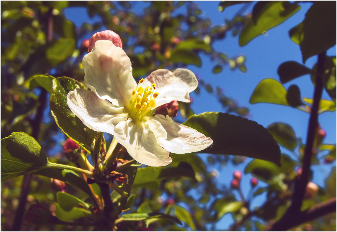 Дорога к бабушке ( инфракрасная фотография ) - Валентин Котляров Дорога к бабушке ( инфракрасная фотография ) - Валентин Котляров