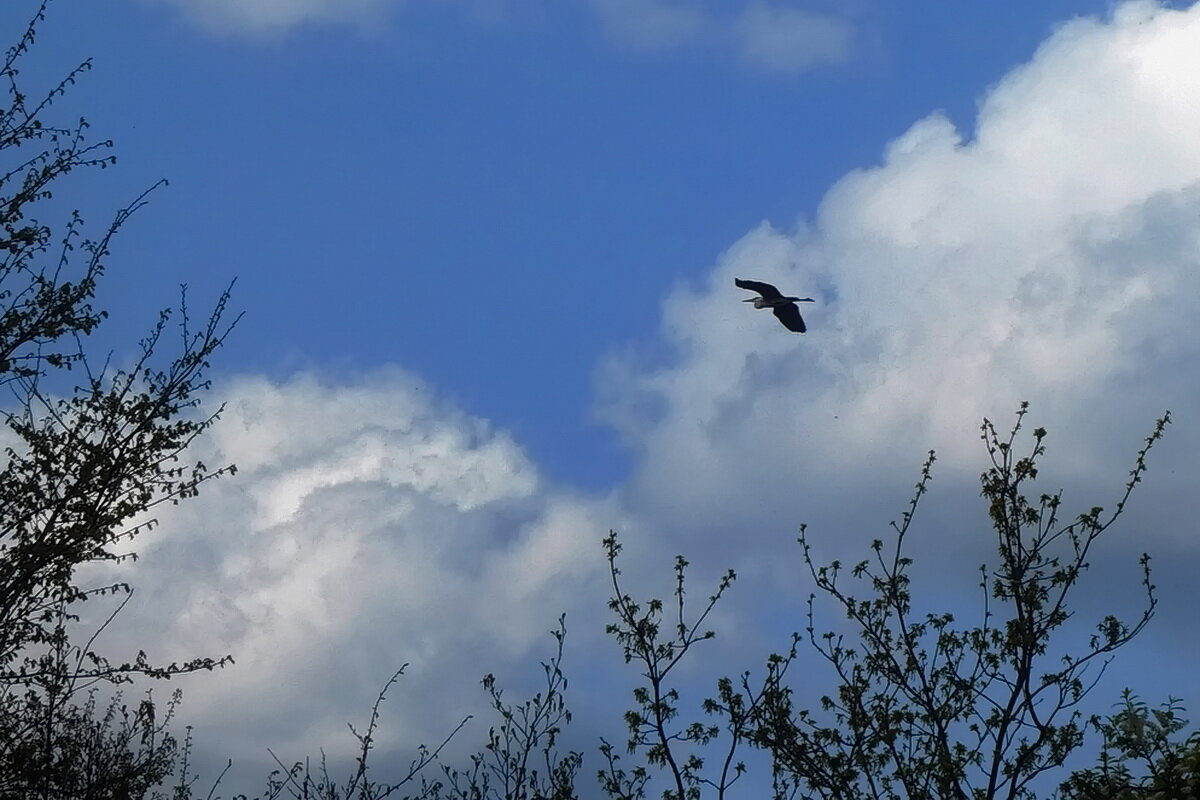 Полёт над Клязьмой ... - Владимир Шошин