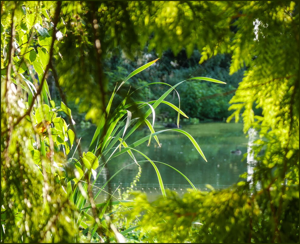 Зеленый портал - Наталья Rosenwasser