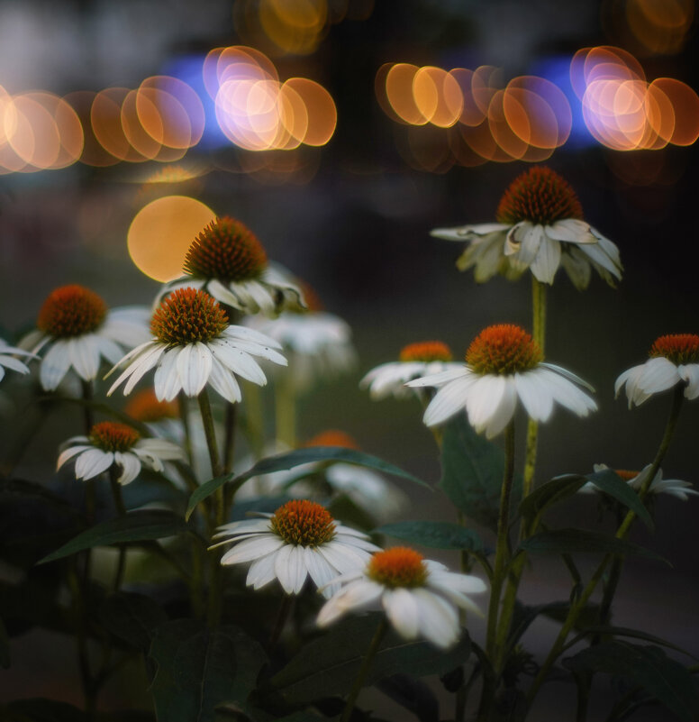 Ночные ромашки :-))))) - Танкист .