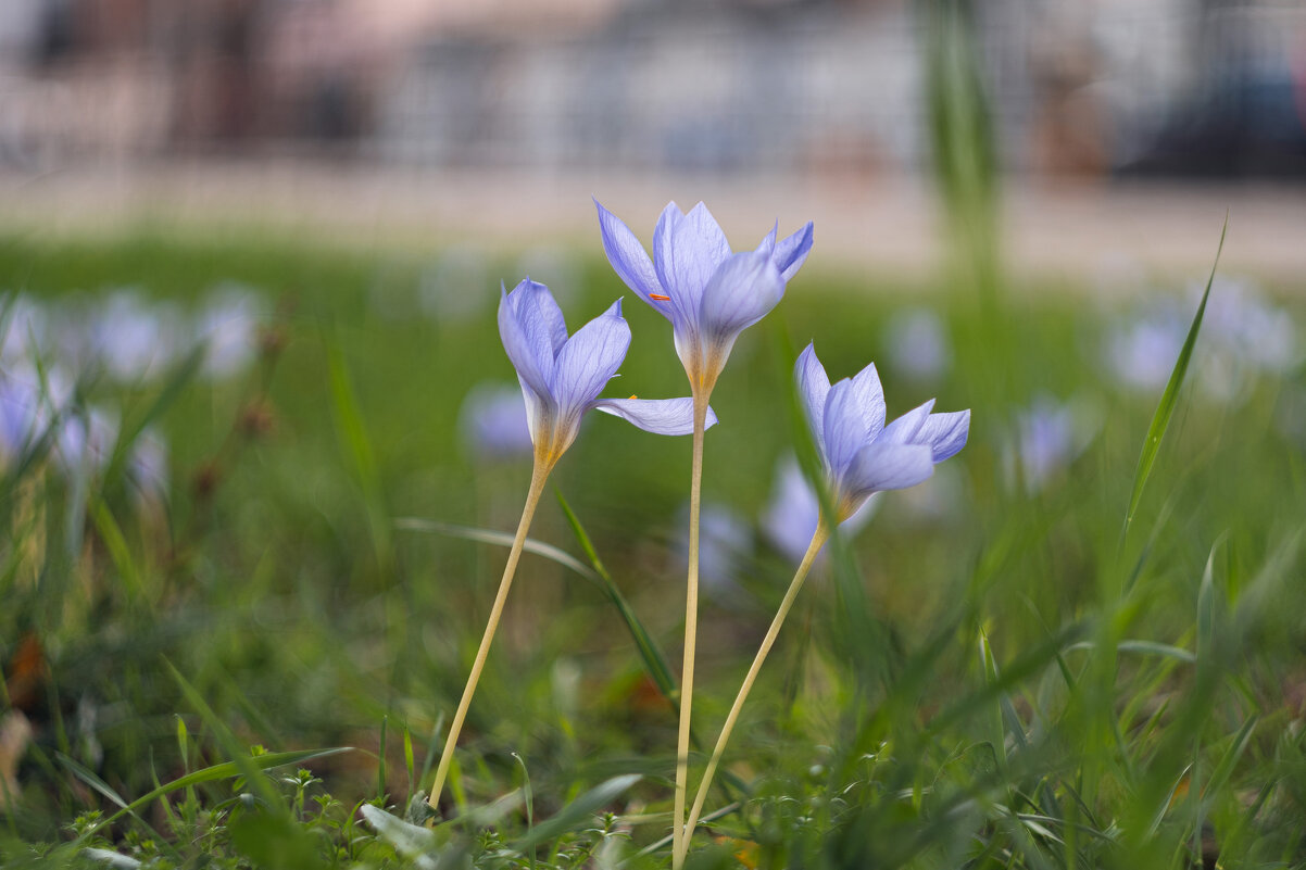 В последние хмурые дни придорожных крокусов. - Анатолий Щербак