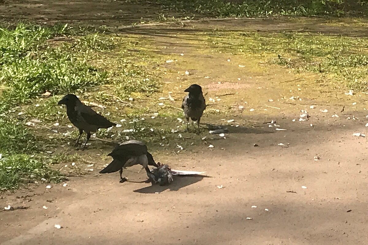 очень дикие животные - zavitok *