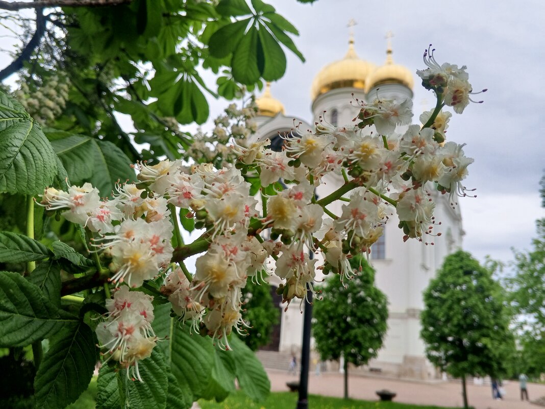 Каштан - Сапсан 