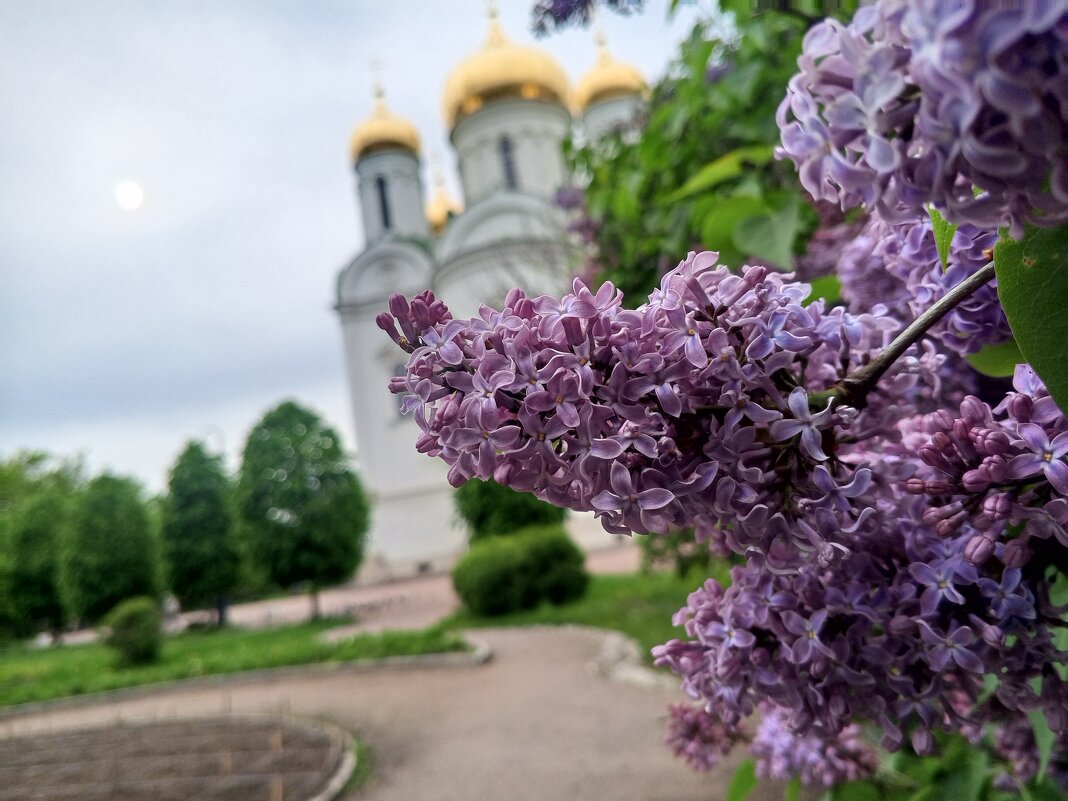 Сирень - Сапсан 