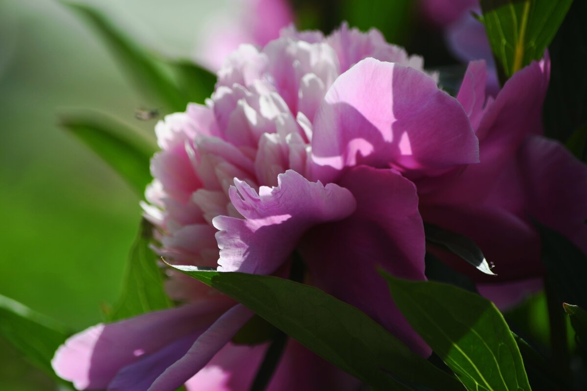 Время пионов)) - Татьяна Евдокимова