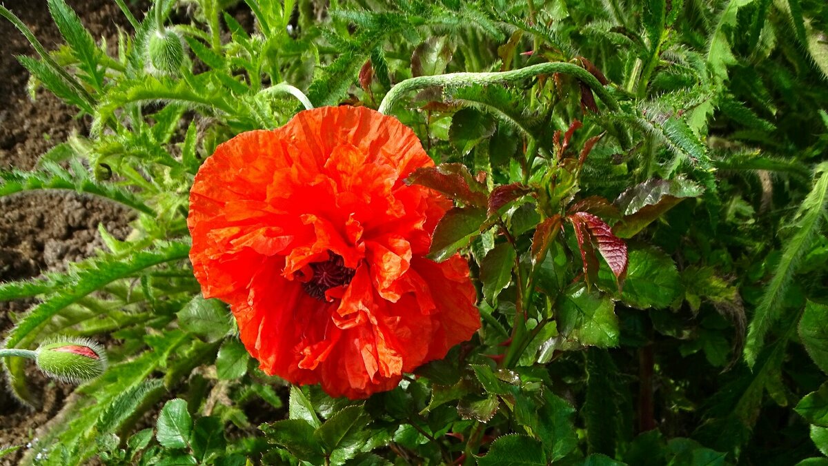 Мак на городской клумбе. - Милешкин Владимир Алексеевич Мак на городской клумбе. - Милешкин Владимир Алексеевич