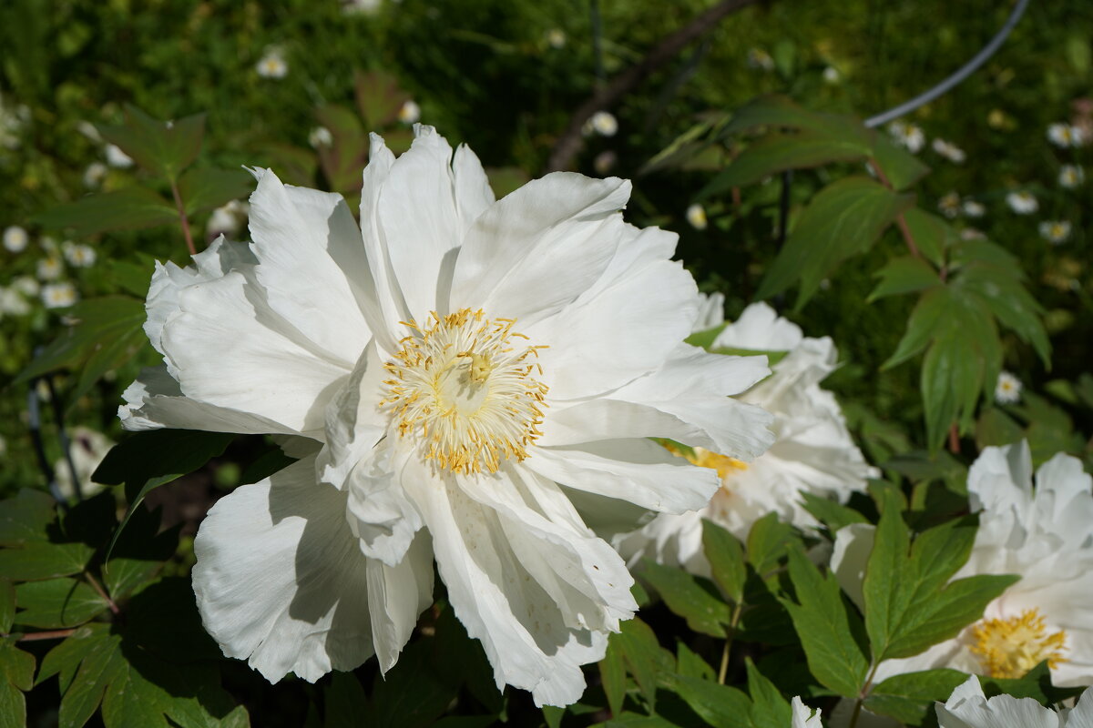 В Аптекарском огороде - Татьяна Тюменка