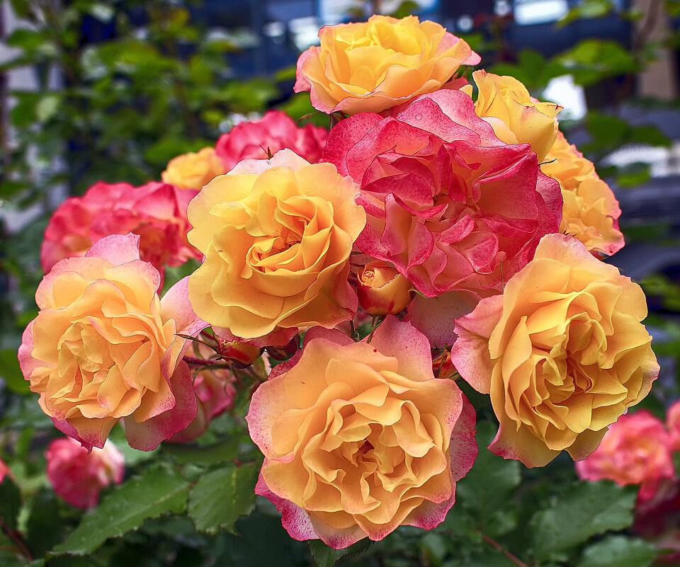 ****** - Андроник Александр 