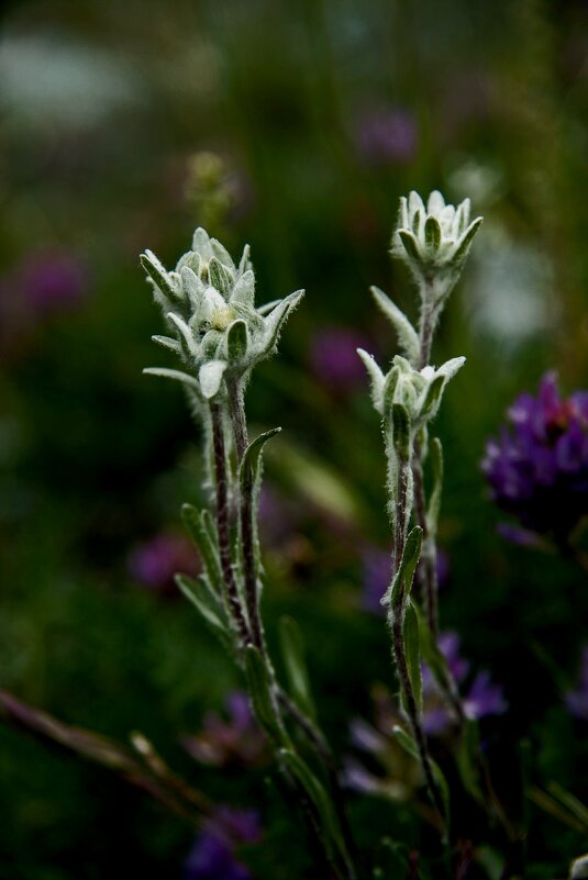 Эдельвейс - Виктор Фоменко Эдельвейс - Виктор Фоменко