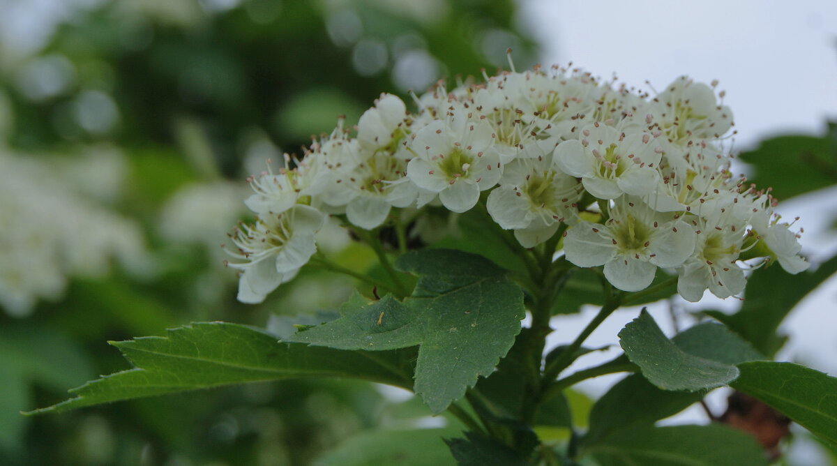 Цветет боярышник. - сергей ермошкин Цветет боярышник. - сергей ермошкин