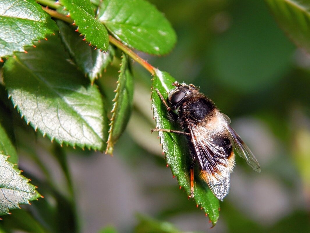 Спящая шмелевидка на розе! - Елена Хайдукова  ( Elena Fly )