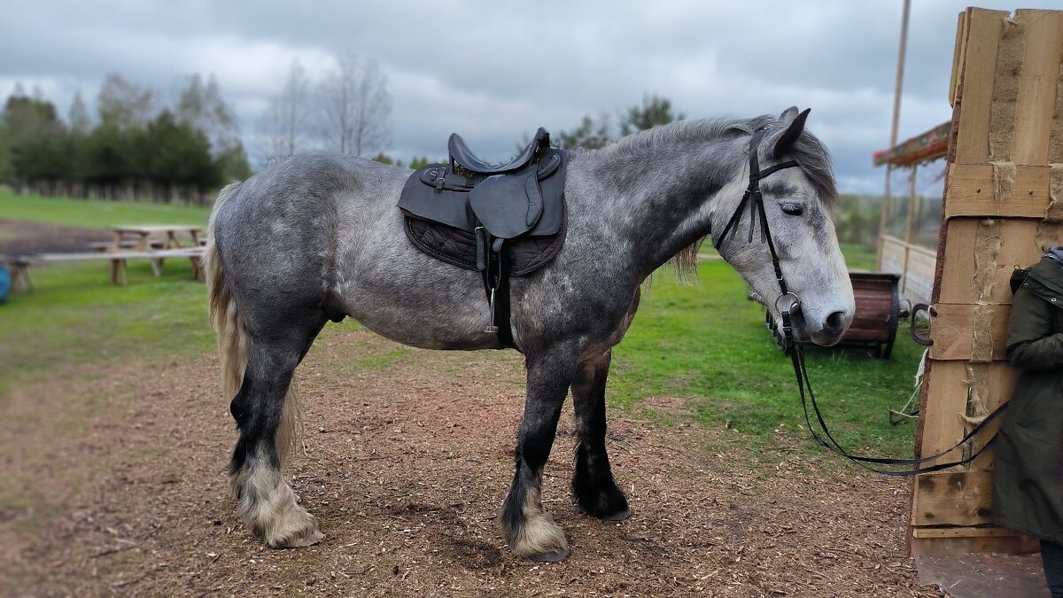 Север в ожидании прогулки. - Ольга Север в ожидании прогулки. - Ольга