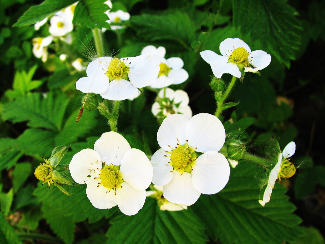 Земляника цветёт - Людмила Смородинская Земляника цветёт - Людмила Смородинская
